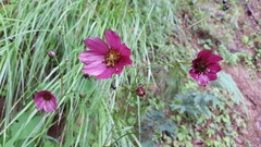 Cosmos scabiosoides