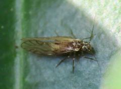 Elipsocus