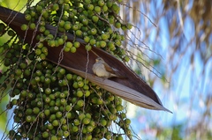 Passer diffusus stygiceps