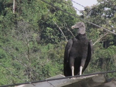 Coragyps atratus
