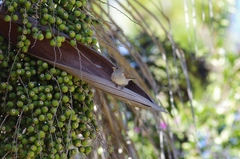 Passer diffusus stygiceps