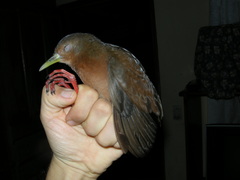 Amaurolimnas concolor