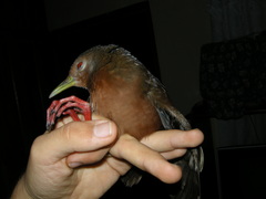 Amaurolimnas concolor