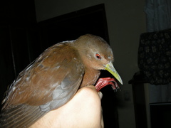 Amaurolimnas concolor