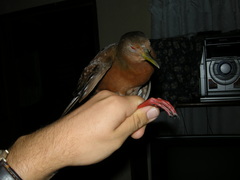 Amaurolimnas concolor