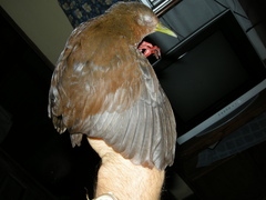 Amaurolimnas concolor