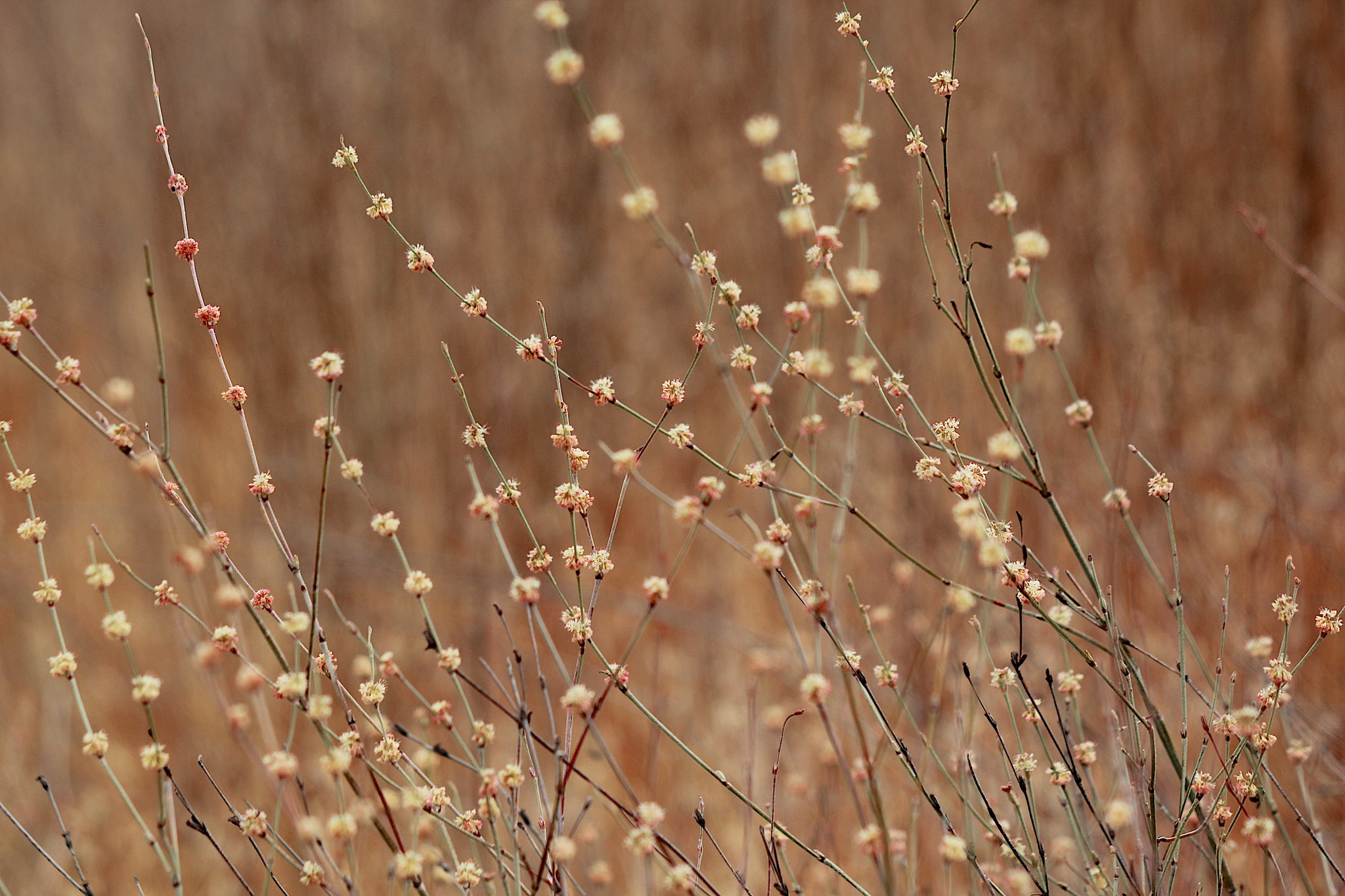 Eriogonum elongatum