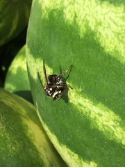Dolichovespula maculata