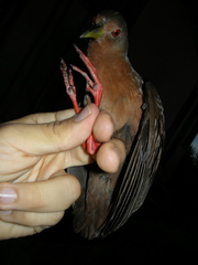 Amaurolimnas concolor