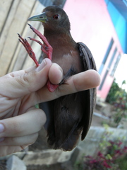 Amaurolimnas concolor