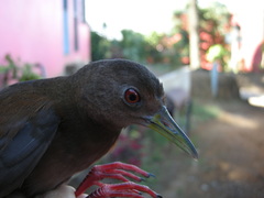 Amaurolimnas concolor