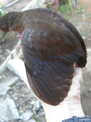 Amaurolimnas concolor