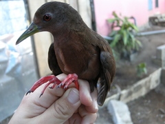 Amaurolimnas concolor