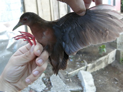 Amaurolimnas concolor