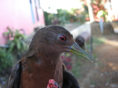 Amaurolimnas concolor