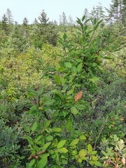 Ilex mucronata image