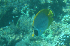 Chaetodon adiergastos
