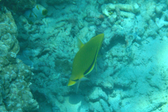 Chaetodon semeion