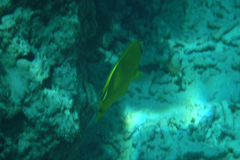 Chaetodon semeion