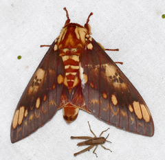 Citheronia hamifera