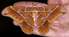 Rothschildia hesperus
