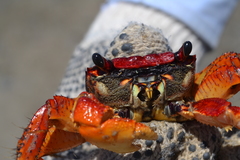Goniopsis pulchra