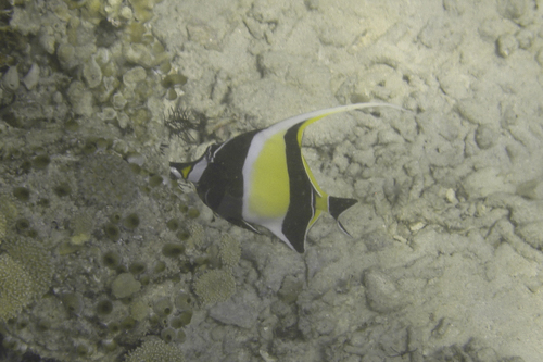 Moorish Idol — seen at this dive site