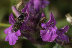 Platycheirus albimanus
