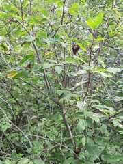 Ilex mucronata image