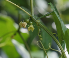 Diplocyclos palmatus