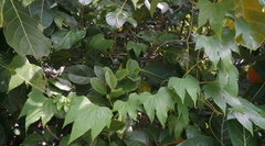 Diplocyclos palmatus