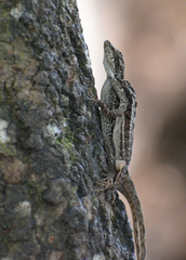 Anolis lemurinus