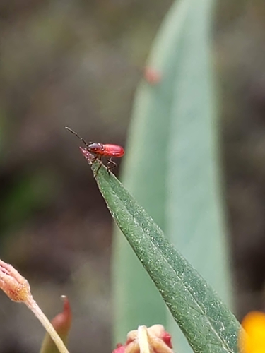 Large Milkweed Bug photographed in New Jersey