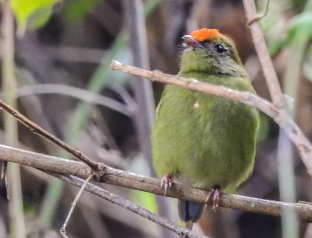 Blue Manakin