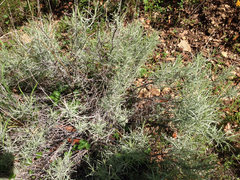 Ericameria nauseosa speciosa