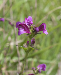 Pedicularis resupinata microphylla