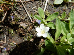 Hesperochiron pumilus