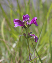 Pedicularis resupinata microphylla