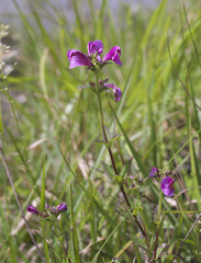 Pedicularis resupinata microphylla