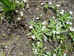 Hesperochiron pumilus