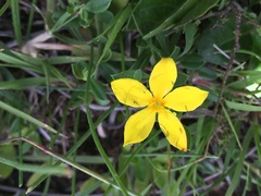 Menodora helianthemoides