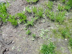 Hesperochiron pumilus