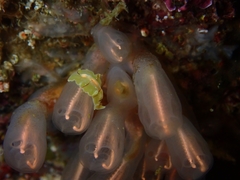 Eurylepta californica