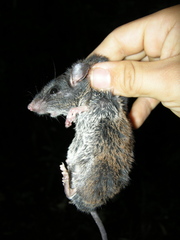 Peromyscus mexicanus