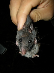 Peromyscus mexicanus