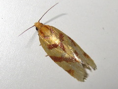 Clepsis pallidana