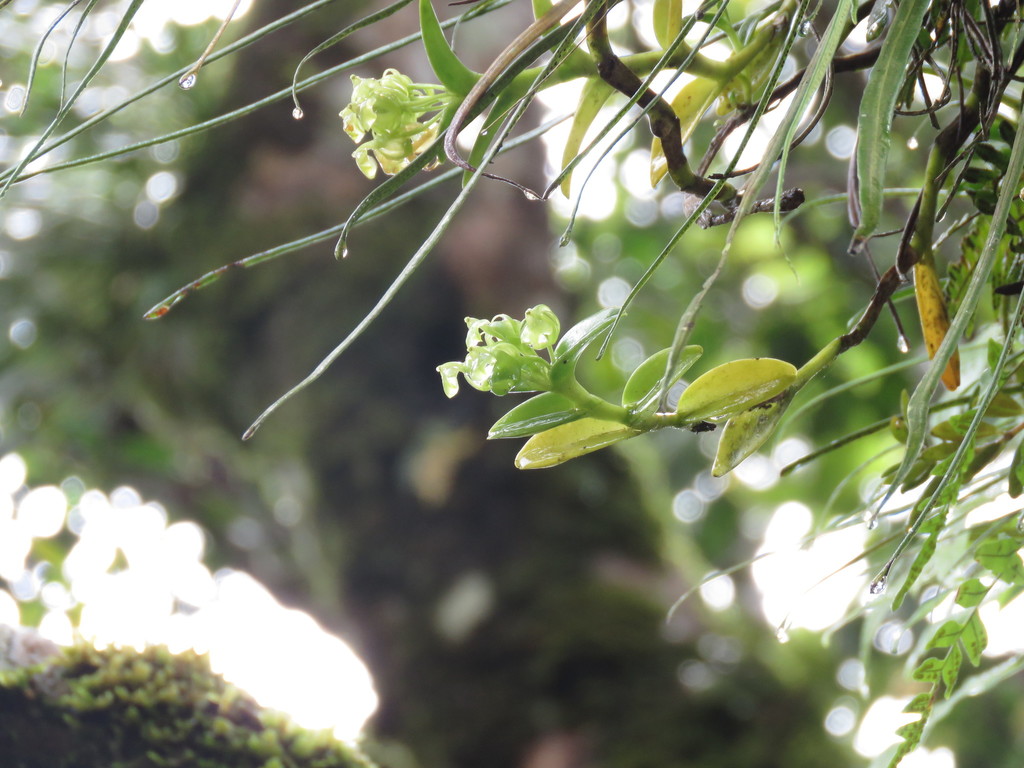 Epidendrum simulacrum Ames 2