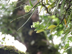 Epidendrum simulacrum