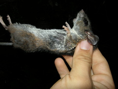 Peromyscus mexicanus