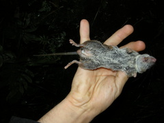 Peromyscus mexicanus
